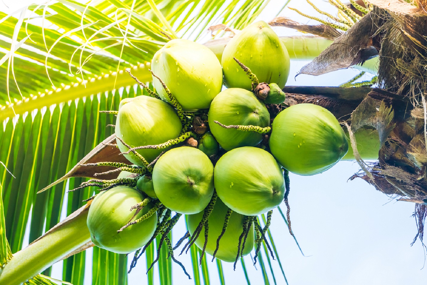 Coconut fruit